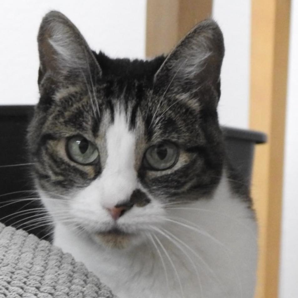 Enlarge Violet, a Adoptable Domestic Short Hair in Pleasant Hill, CA image 2/6