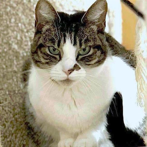 Violet, Adoptable, Senior Female Domestic Short Hair.