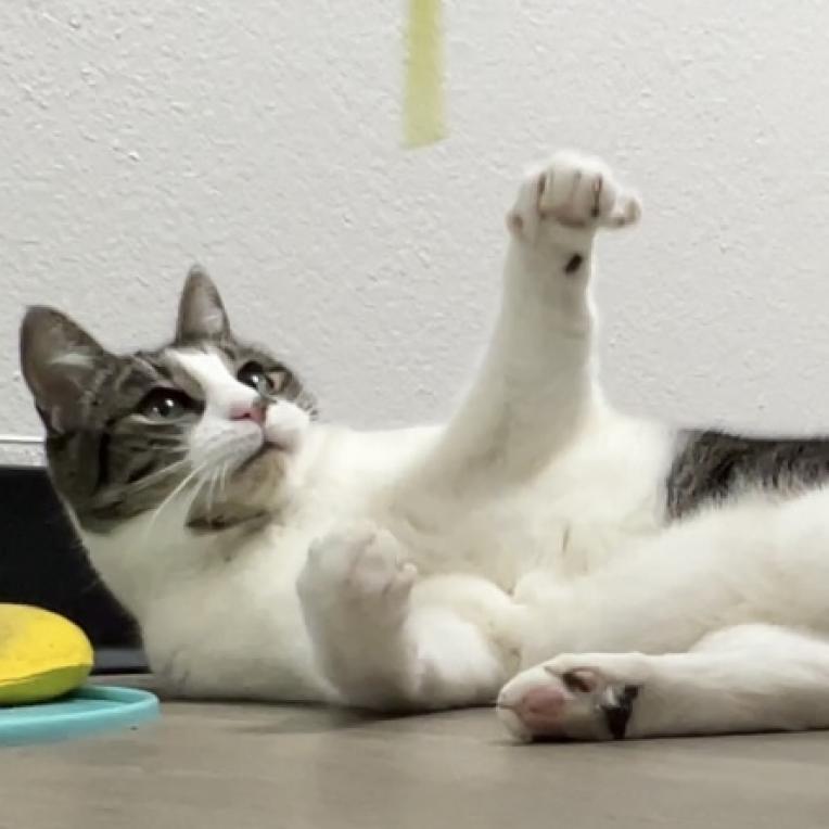 Violet, Adoptable, Senior Female Domestic Short Hair.