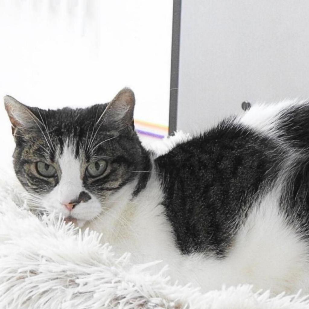 Enlarge Violet, a Adoptable Domestic Short Hair in Pleasant Hill, CA image 2/6