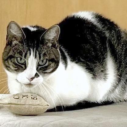 Violet, a Adoptable Domestic Short Hair in Pleasant Hill, CA image 3/6