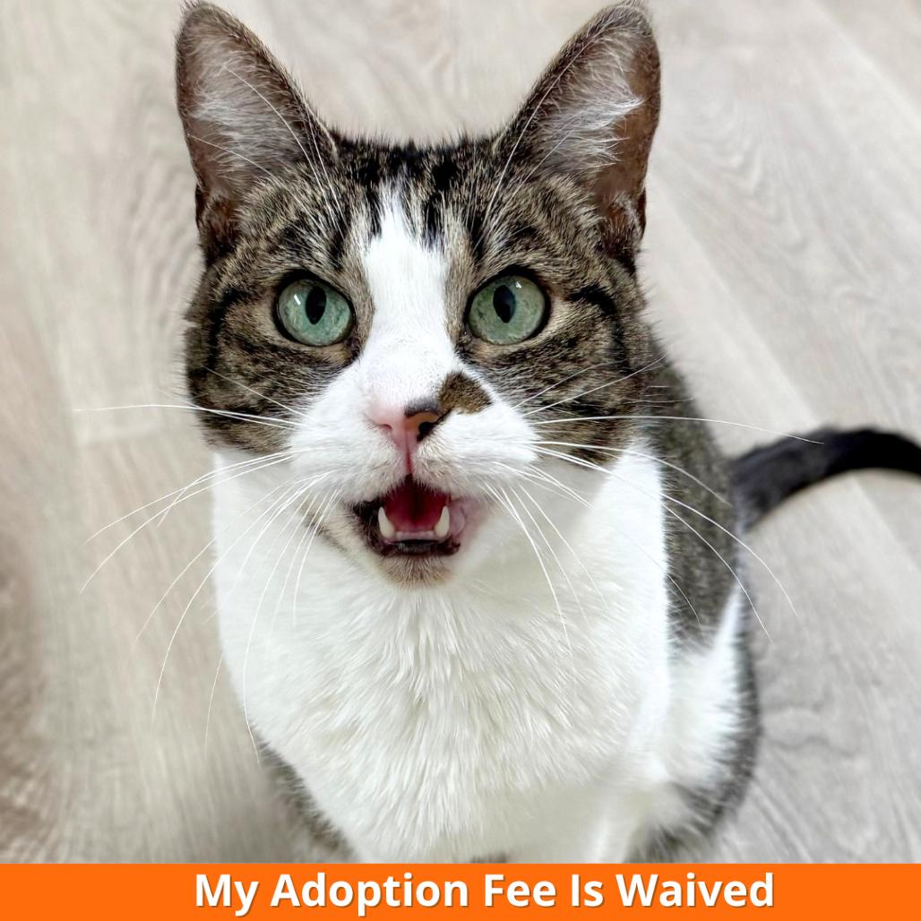 Violet, a Adoptable Domestic Short Hair in Pleasant Hill, CA image 4/6