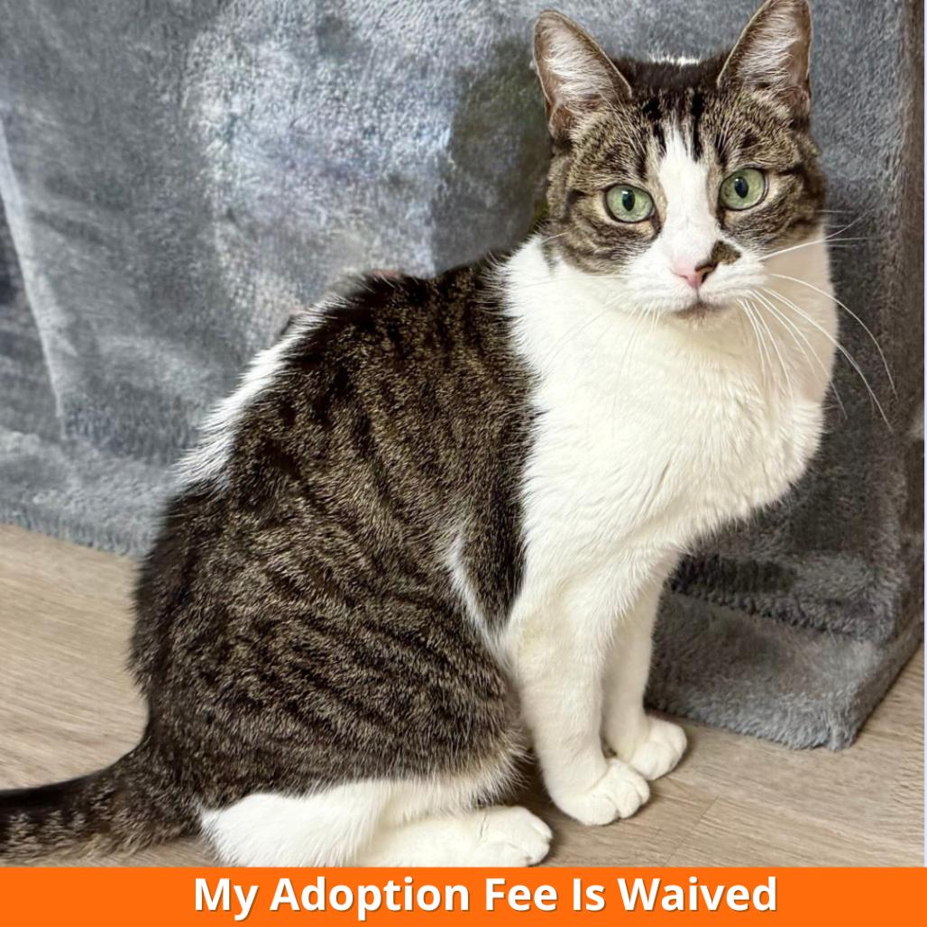 Enlarge Violet, a Adoptable Domestic Short Hair in Pleasant Hill, CA image 3/6