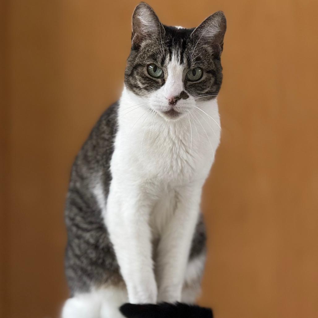 Enlarge Violet, a Adoptable Domestic Short Hair in Pleasant Hill, CA image 3/6