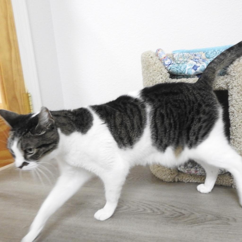 Enlarge Violet, a Adoptable Domestic Short Hair in Pleasant Hill, CA image 4/6