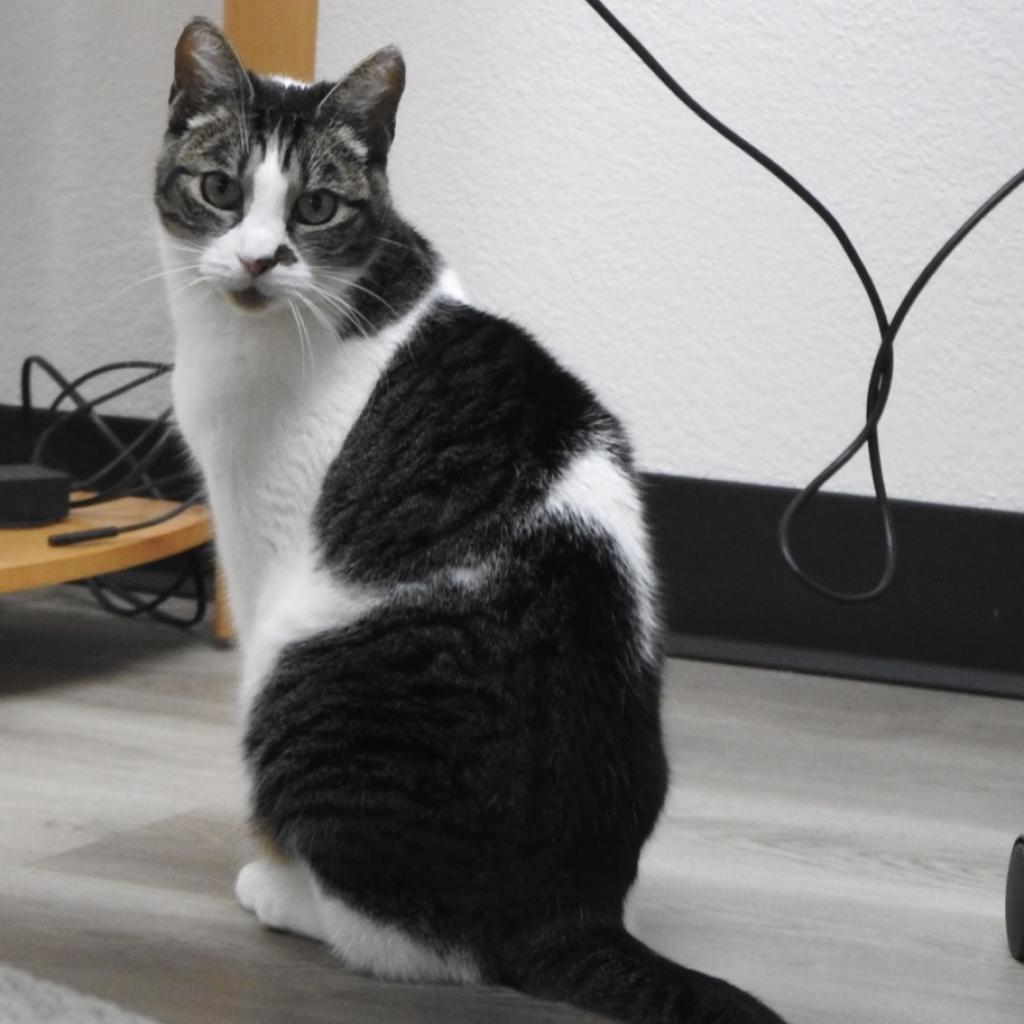 Enlarge Violet, a Adoptable Domestic Short Hair in Pleasant Hill, CA image 5/6