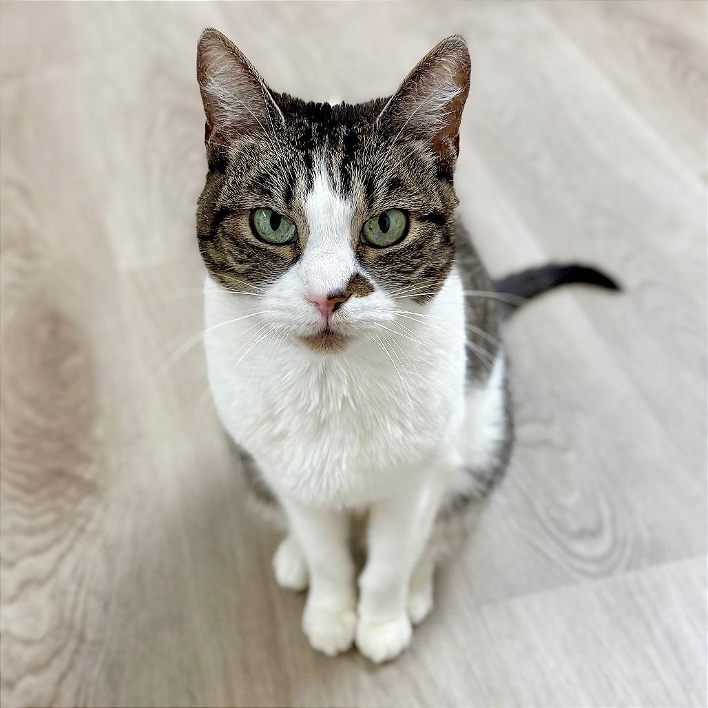 Violet, a Adoptable Domestic Short Hair in Pleasant Hill, CA image 6/6