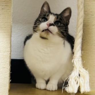 Enlarge Violet, a Adoptable Domestic Short Hair in Pleasant Hill, CA image 6/6