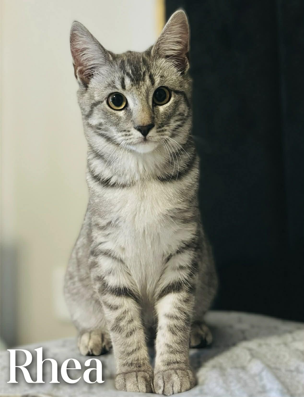 Rhea, ADOPTABLE, Young Female Domestic Short Hair.