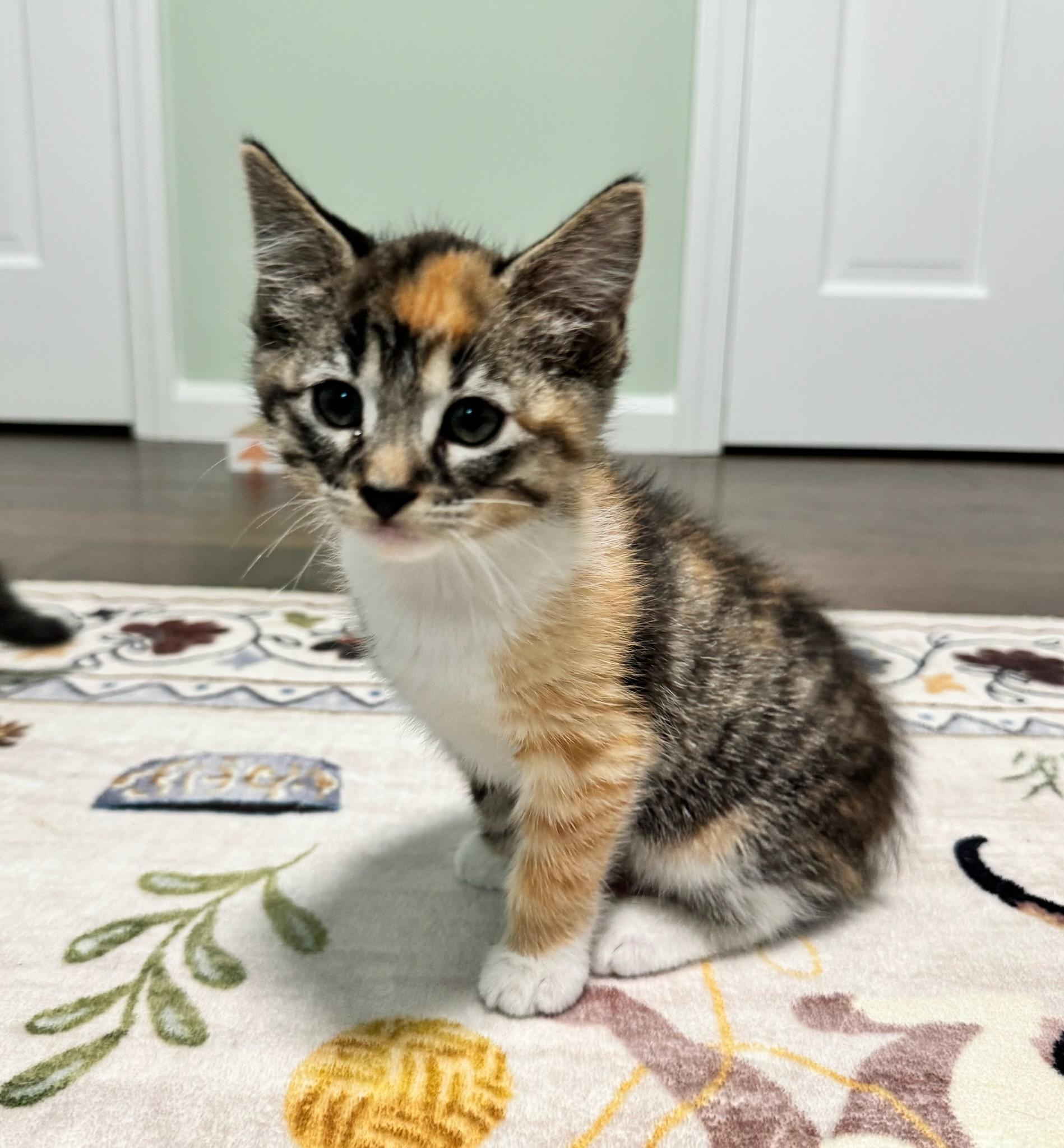 Enlarge Holly Berry & Mulberry, a Adoptable Domestic Short Hair in Medfield, MA image 1/2
