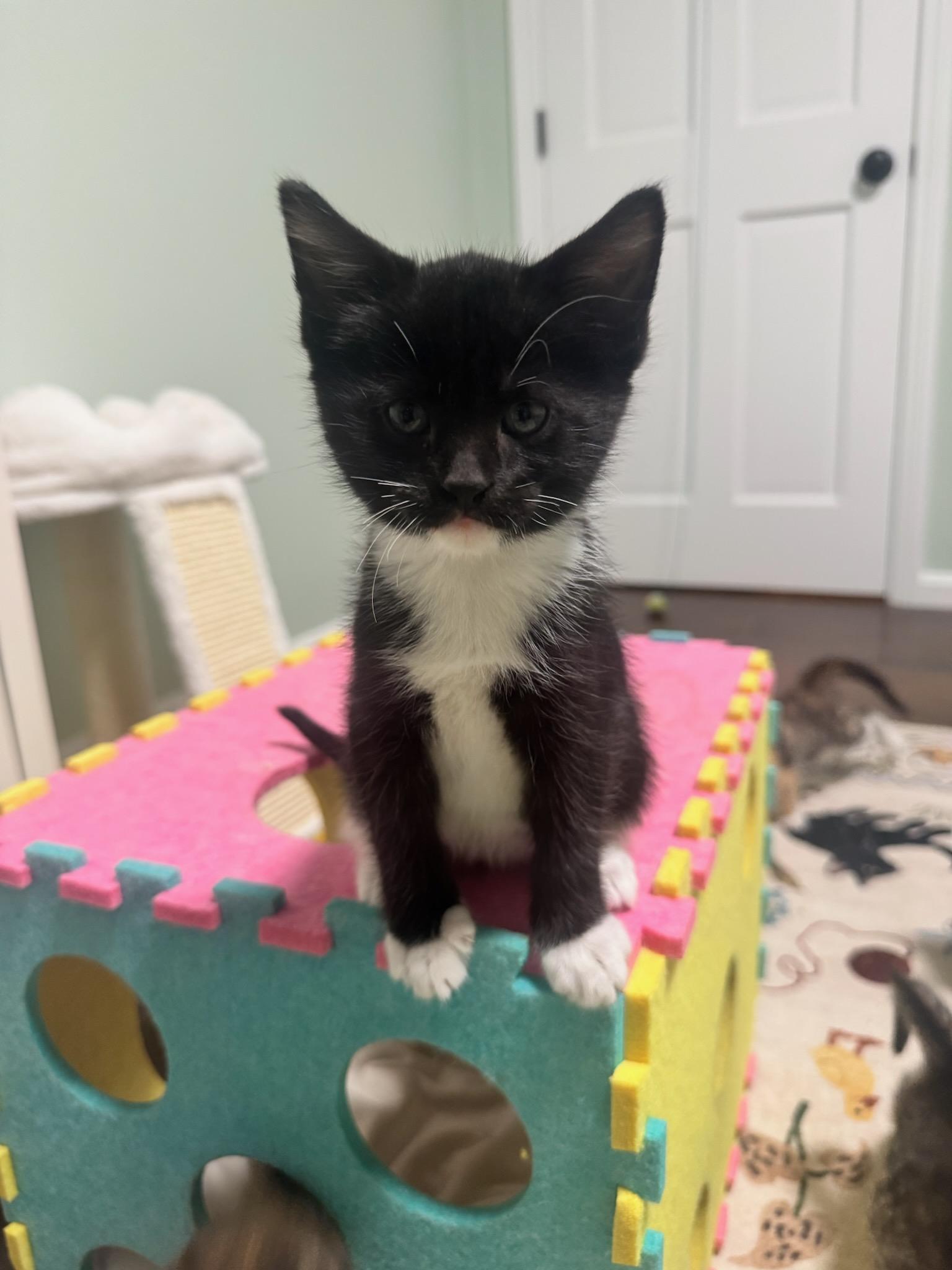 Enlarge Holly Berry & Mulberry, a Adoptable Domestic Short Hair in Medfield, MA image 2/2