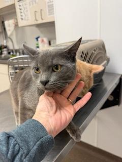 Zeus, Adoptable, Adult Male Domestic Short Hair & Domestic Short Hair.