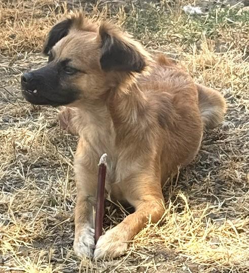 Enlarge Mimi, an adopted mixed breed in Santa Rosa, CA image 4/6