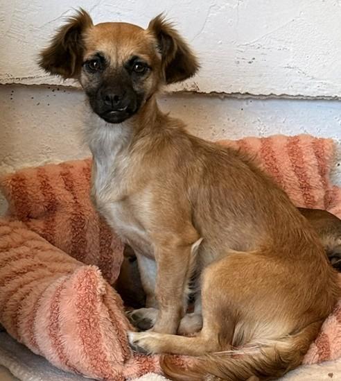 Enlarge Mimi, an adopted mixed breed in Santa Rosa, CA image 3/6
