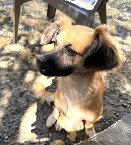 Mimi, adopted, Young Female Chihuahua.