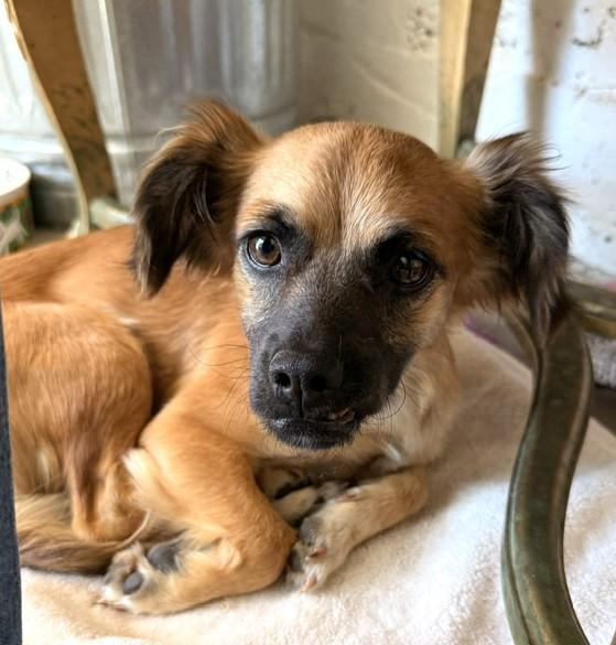 Enlarge Mimi, an adopted mixed breed in Santa Rosa, CA image 6/6
