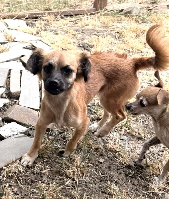 Enlarge Mimi, an adopted mixed breed in Santa Rosa, CA image 5/6