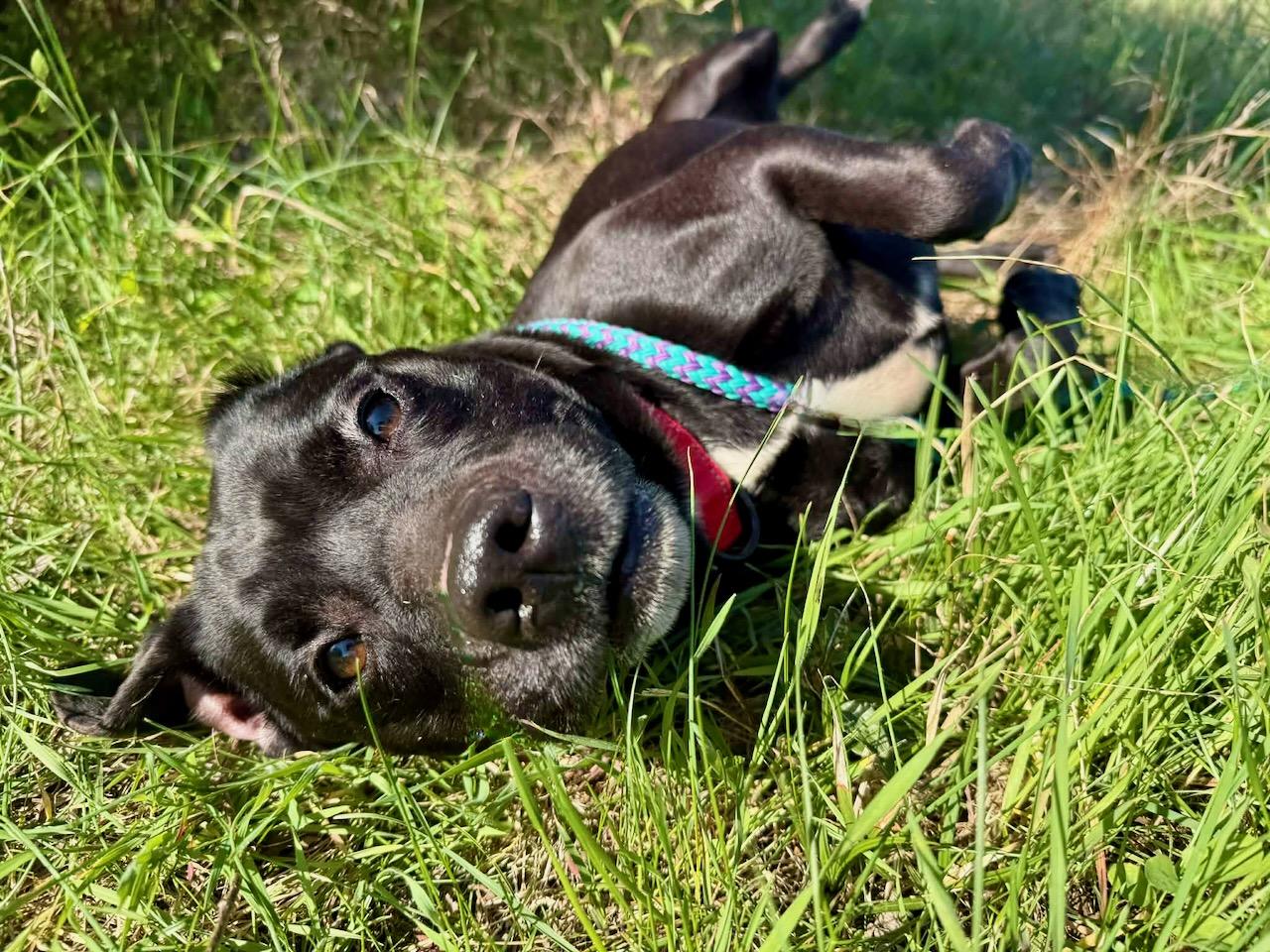 Enlarge Wiggly, an adopted mixed breed in Lebanon, TN image 3/6