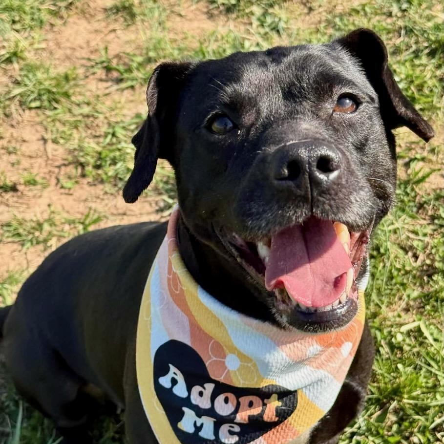 Wiggly, adopted, Young Female Pit Bull Terrier & Black Labrador Retriever.