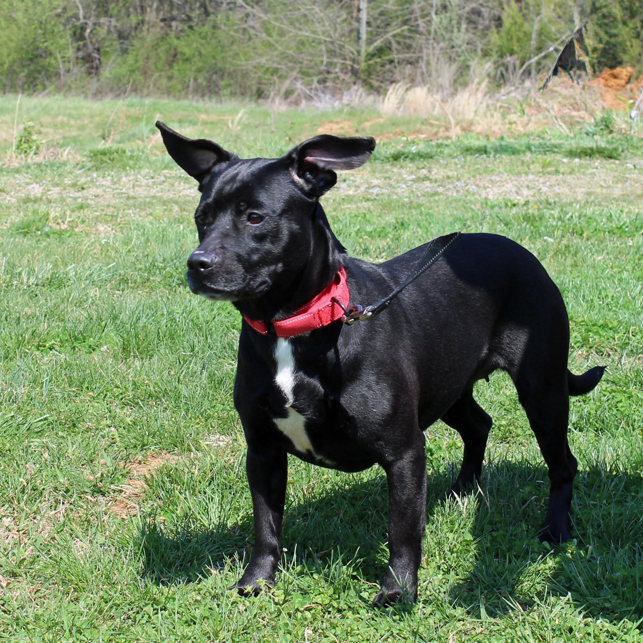 Enlarge Wiggly, an adopted mixed breed in Lebanon, TN image 2/6