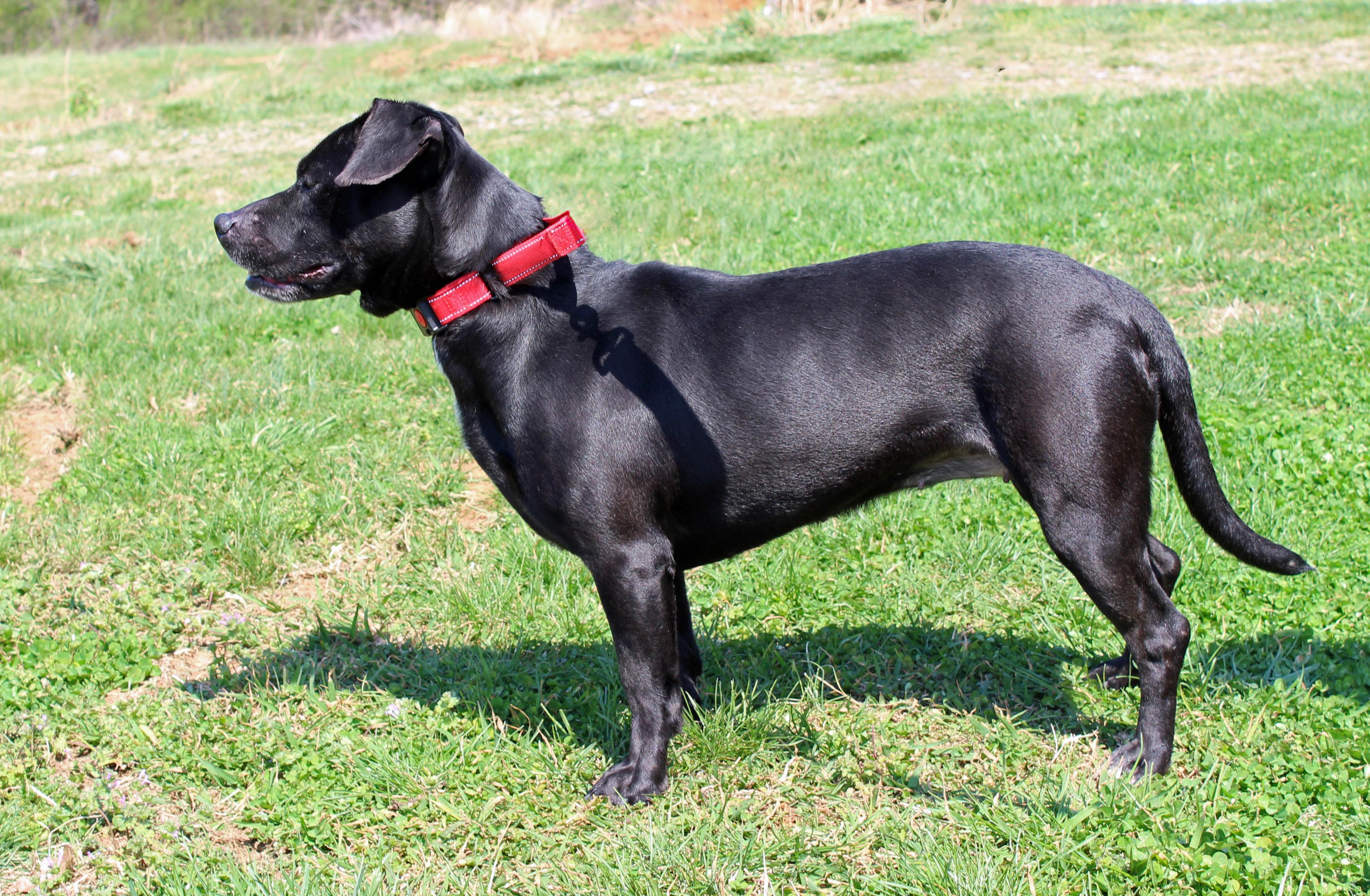 Enlarge Wiggly, an adopted mixed breed in Lebanon, TN image 5/6