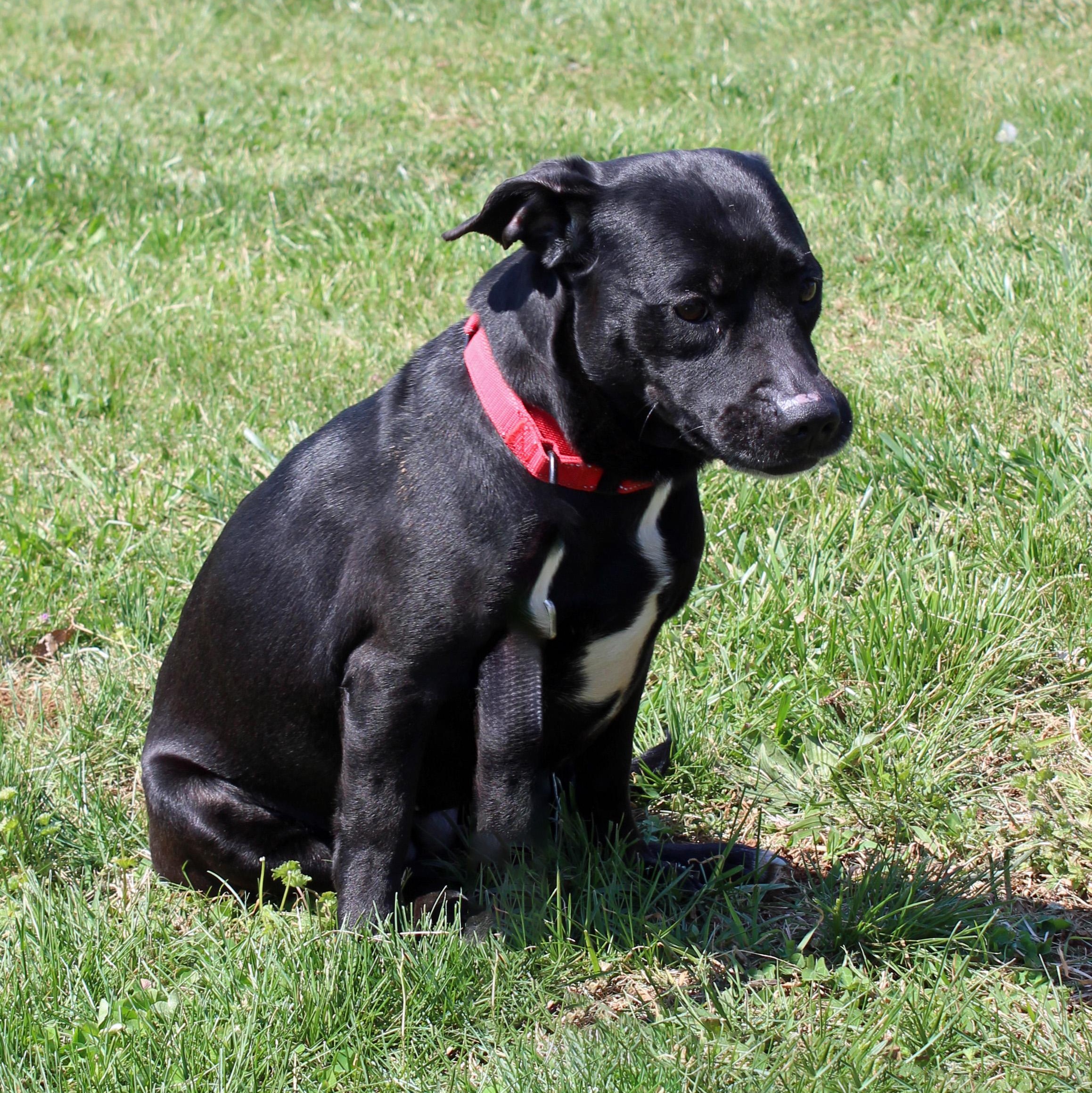 Enlarge Wiggly, an adopted mixed breed in Lebanon, TN image 4/6