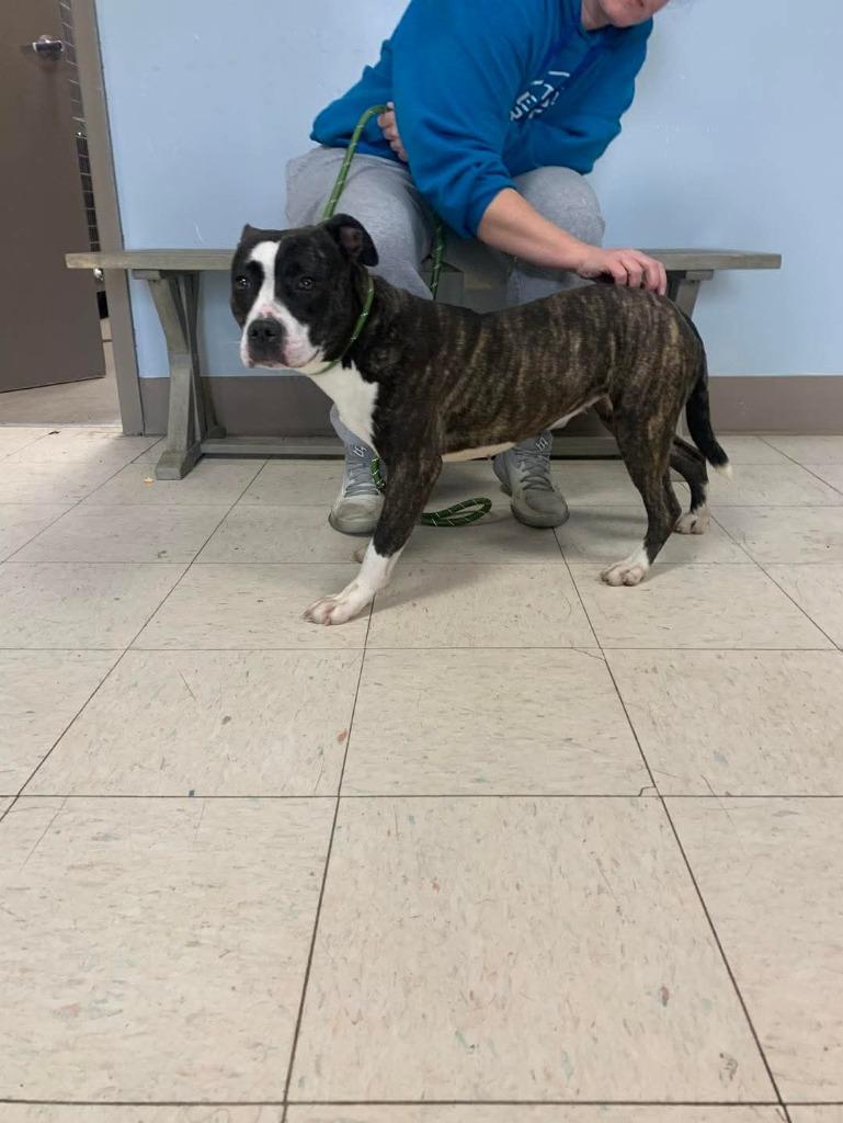 Maggie, a Adoptable Mixed Breed in New Manchester, WV image 1/6