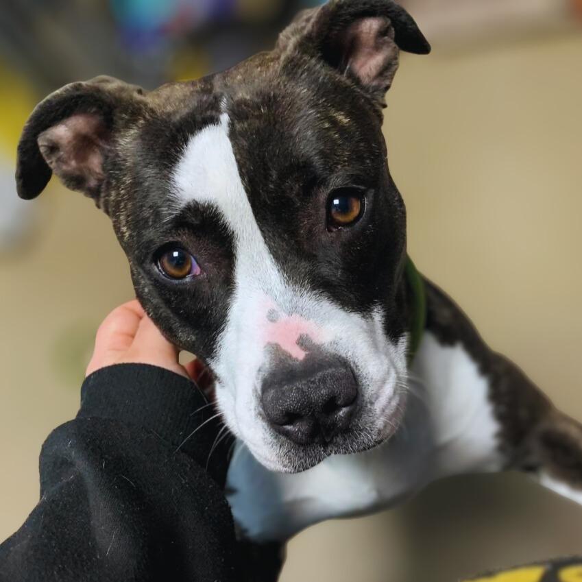 Maggie, a Adoptable Mixed Breed in New Manchester, WV image 2/6