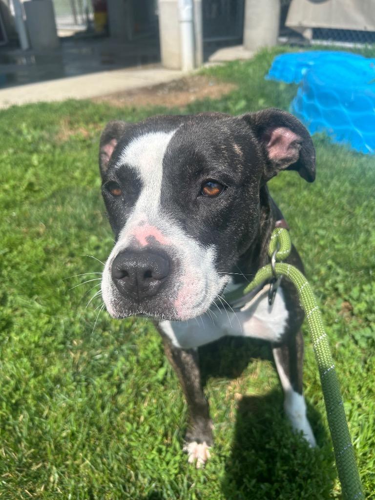 Enlarge Maggie, a Adoptable Mixed Breed in New Manchester, WV image 4/6
