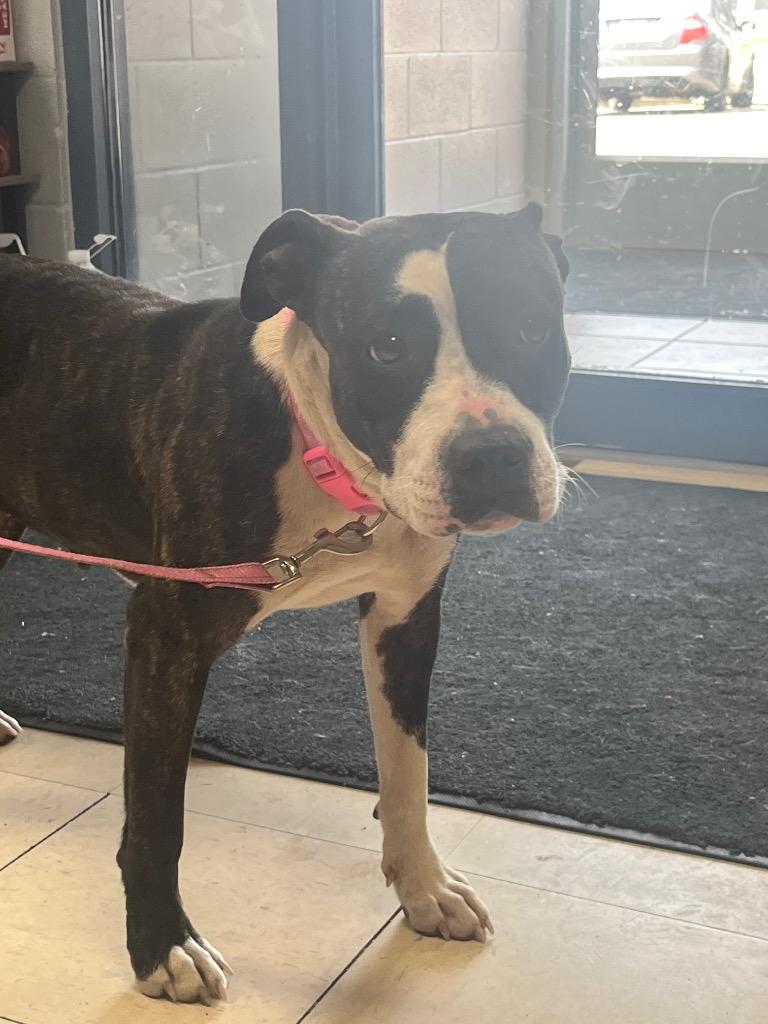 Maggie, a Adoptable Mixed Breed in New Manchester, WV image 5/6