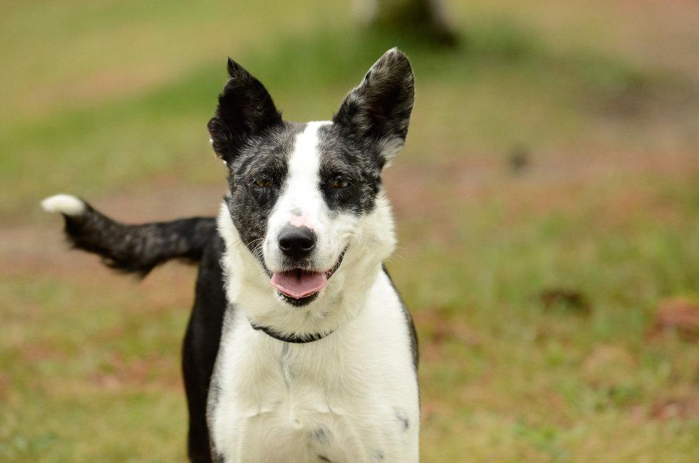 JoJo, a Adoptable mixed breed in Brick, NJ image 1/3
