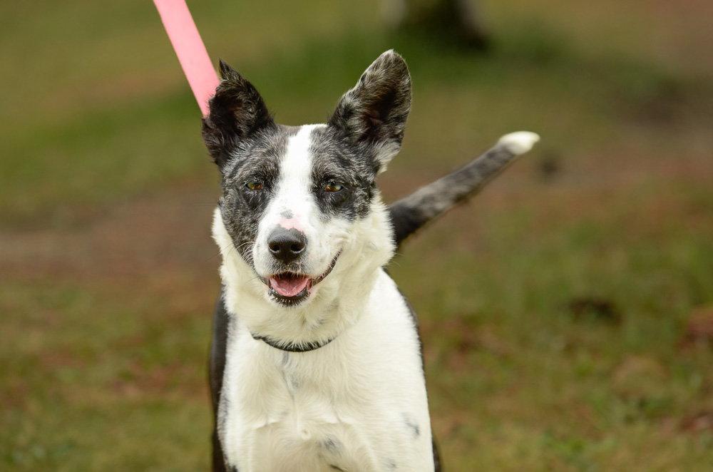 JoJo, a Adoptable mixed breed in Brick, NJ image 2/3