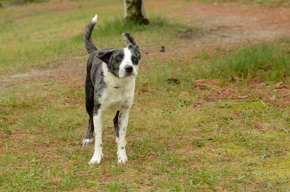 JoJo, a Adoptable mixed breed in Brick, NJ image 3/3