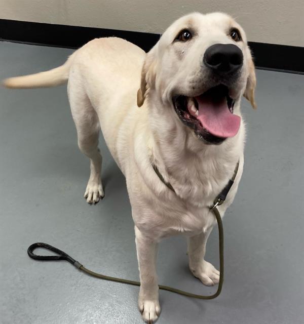 Tex, a Adoptable Yellow Labrador Retriever in Phoenix, OR image 4/4