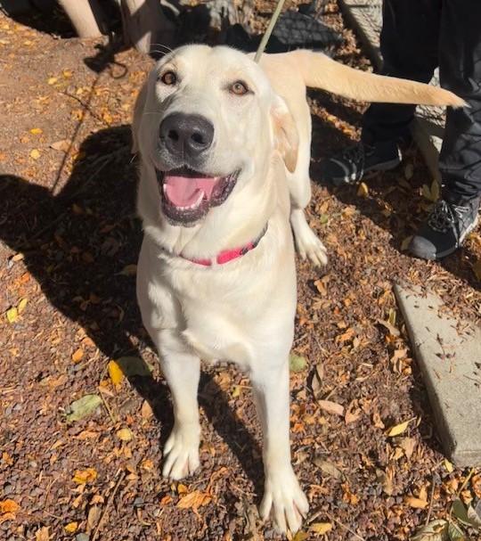 Tex, Adoptable, Adult Male Yellow Labrador Retriever.