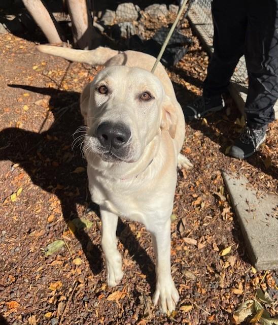 Tex, a Adoptable Yellow Labrador Retriever in Phoenix, OR image 3/4