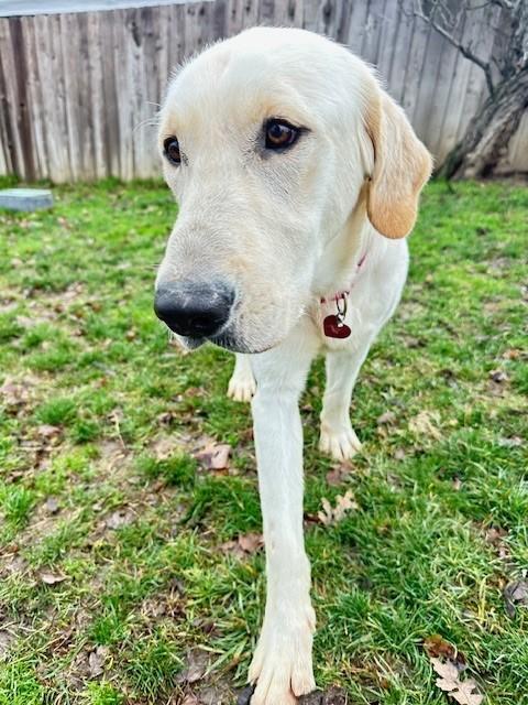 Tex, a Adoptable Yellow Labrador Retriever in Phoenix, OR image 5/5