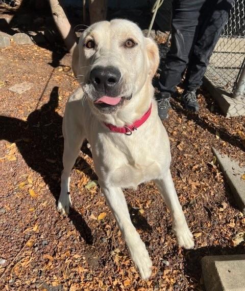 Tex, a Adoptable Yellow Labrador Retriever in Phoenix, OR image 2/4