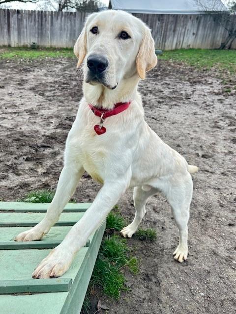 Tex, a Adoptable Yellow Labrador Retriever in Phoenix, OR image 2/5