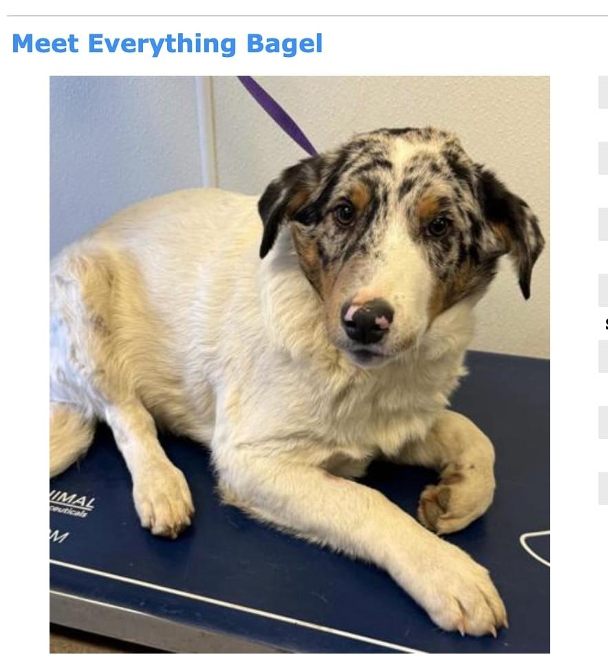 Enlarge Avery aka Everything bagel, an adopted mixed breed in Kenhorst, PA image 1/1