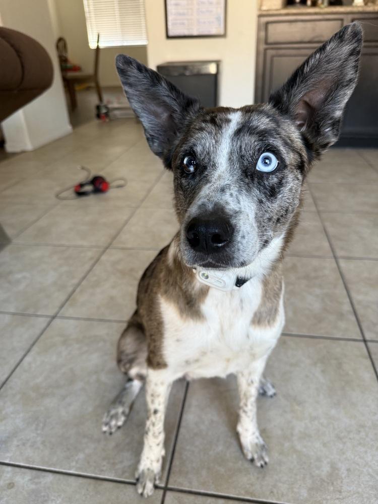 Enlarge Maci, an adopted mixed breed in Las Vegas, NV image 2/2