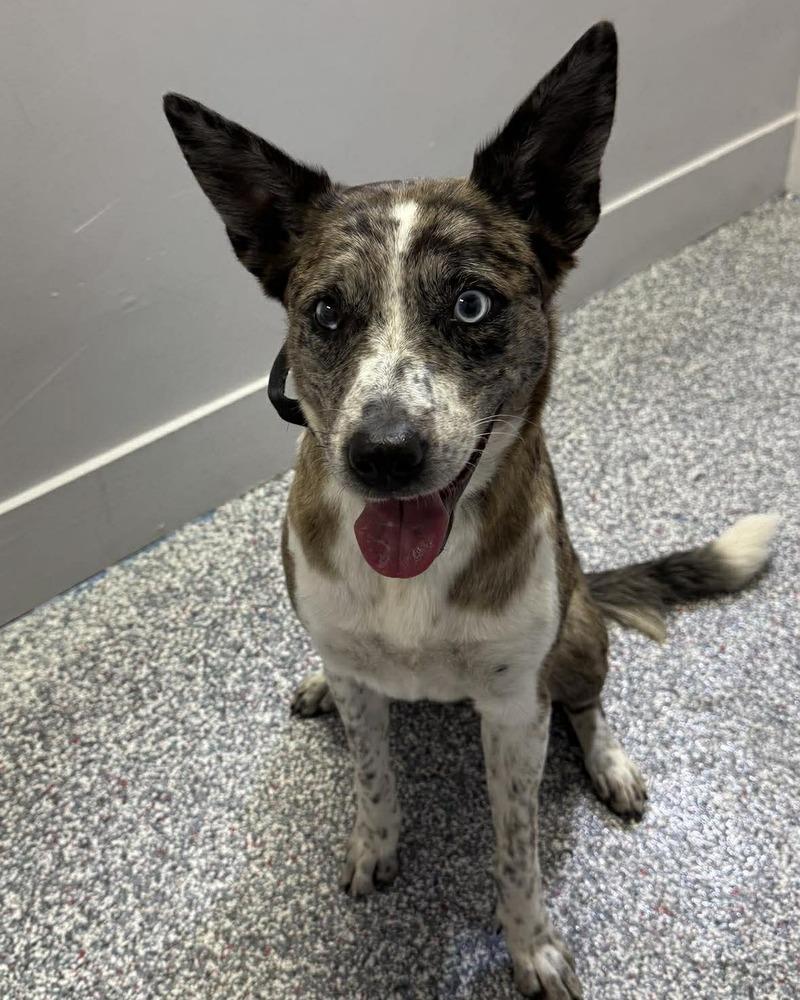 Enlarge Maci, an adopted mixed breed in Las Vegas, NV image 1/2
