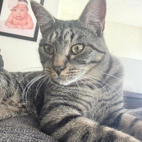 Anthracite, Adoptable, Adult Male Domestic Short Hair.