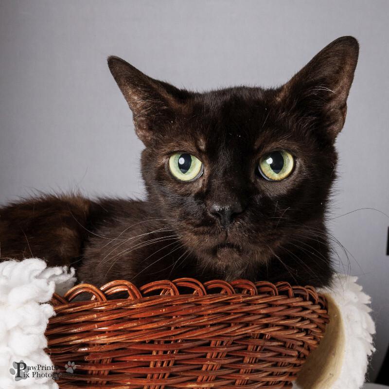 Enlarge Beegerah, a Adoptable Domestic Short Hair in Maryville, TN image 1/1