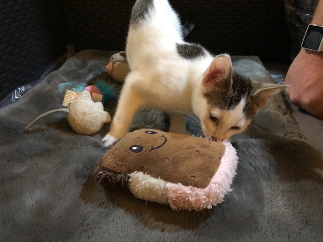 Paris, a Adoptable Domestic Short Hair in Westfield, NJ image 1/10