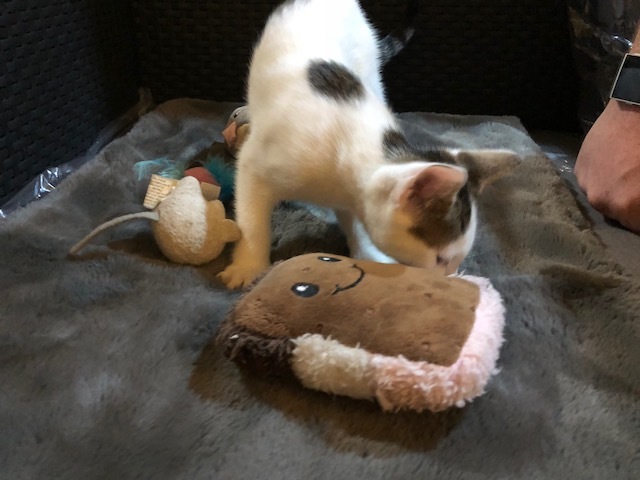 Paris, a Adoptable Domestic Short Hair in Westfield, NJ image 2/10