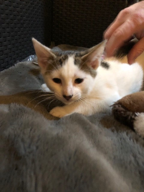 Paris, a Adoptable Domestic Short Hair in Westfield, NJ image 3/10