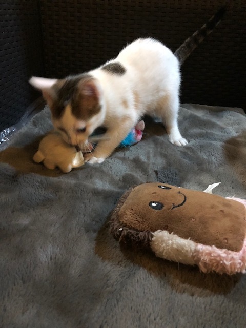 Paris, a Adoptable Domestic Short Hair in Westfield, NJ image 4/10