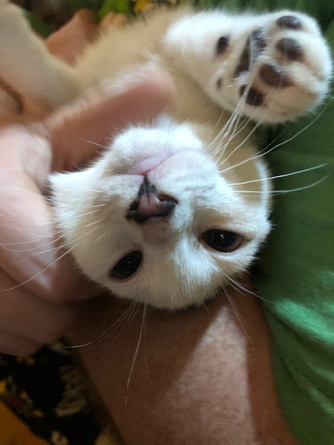 Paris, a Adoptable Domestic Short Hair in Westfield, NJ image 5/10