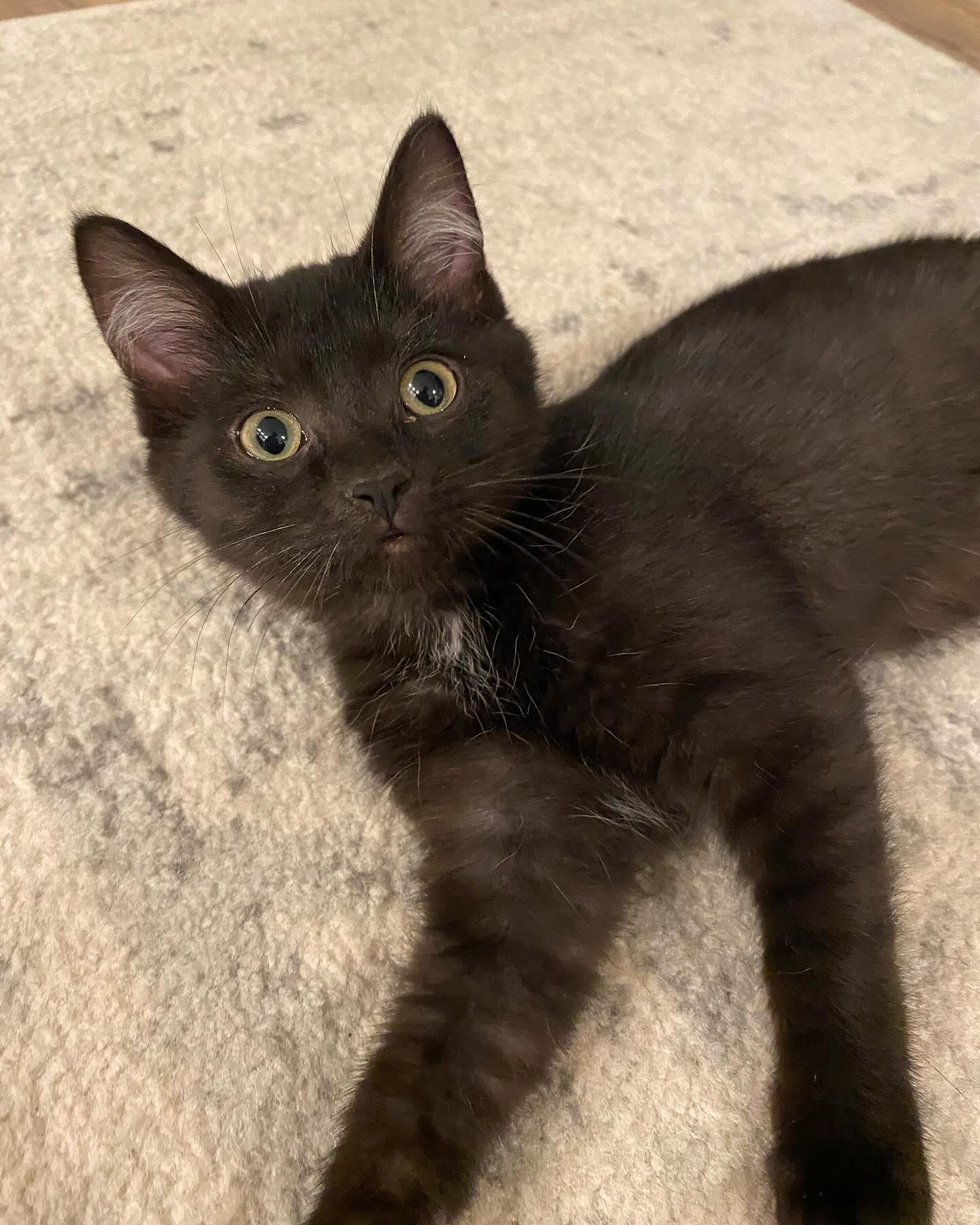 Charlotte, Adopted, Young Female Domestic Short Hair.